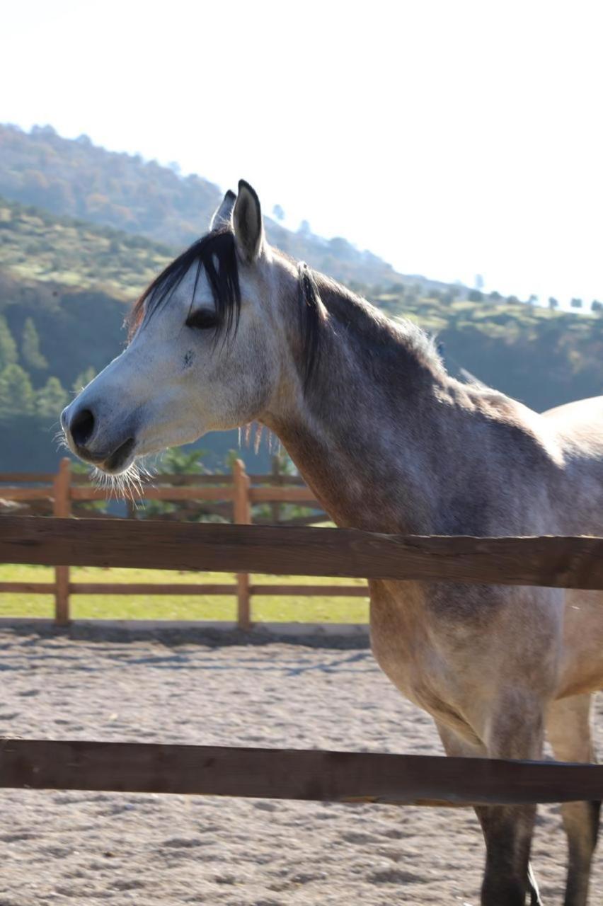 Memaliaj Sancho Farm Albania 빌라 외부 사진